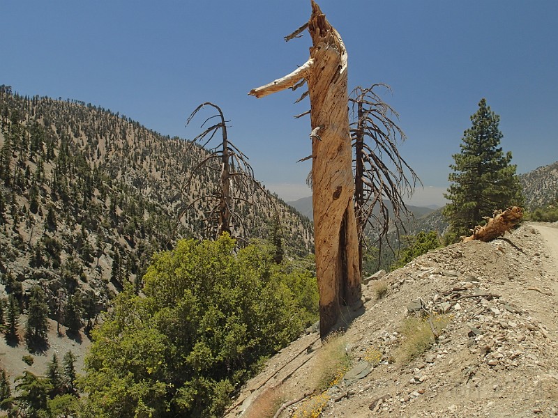 2014 Mt Baldy Cali 187.JPG - Summit Mt San Antonio (Mt Baldy) California
